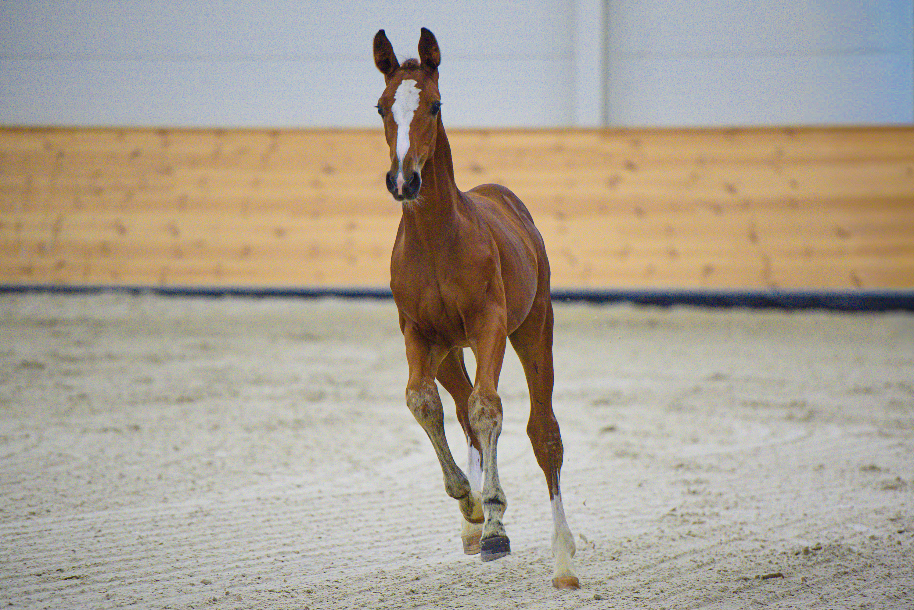 A jövő sportlovait ünnepeltük az első International Foal Trophyn