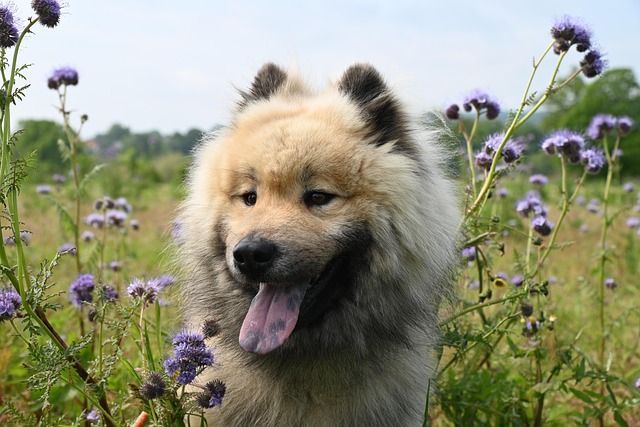 Furcsán tünetei vannak a kutyádnak? Őszi allergia jele is lehet!